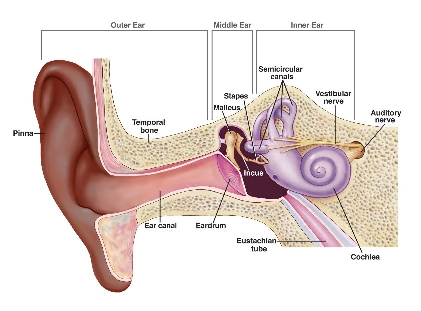 diagram of outer middle inner ear