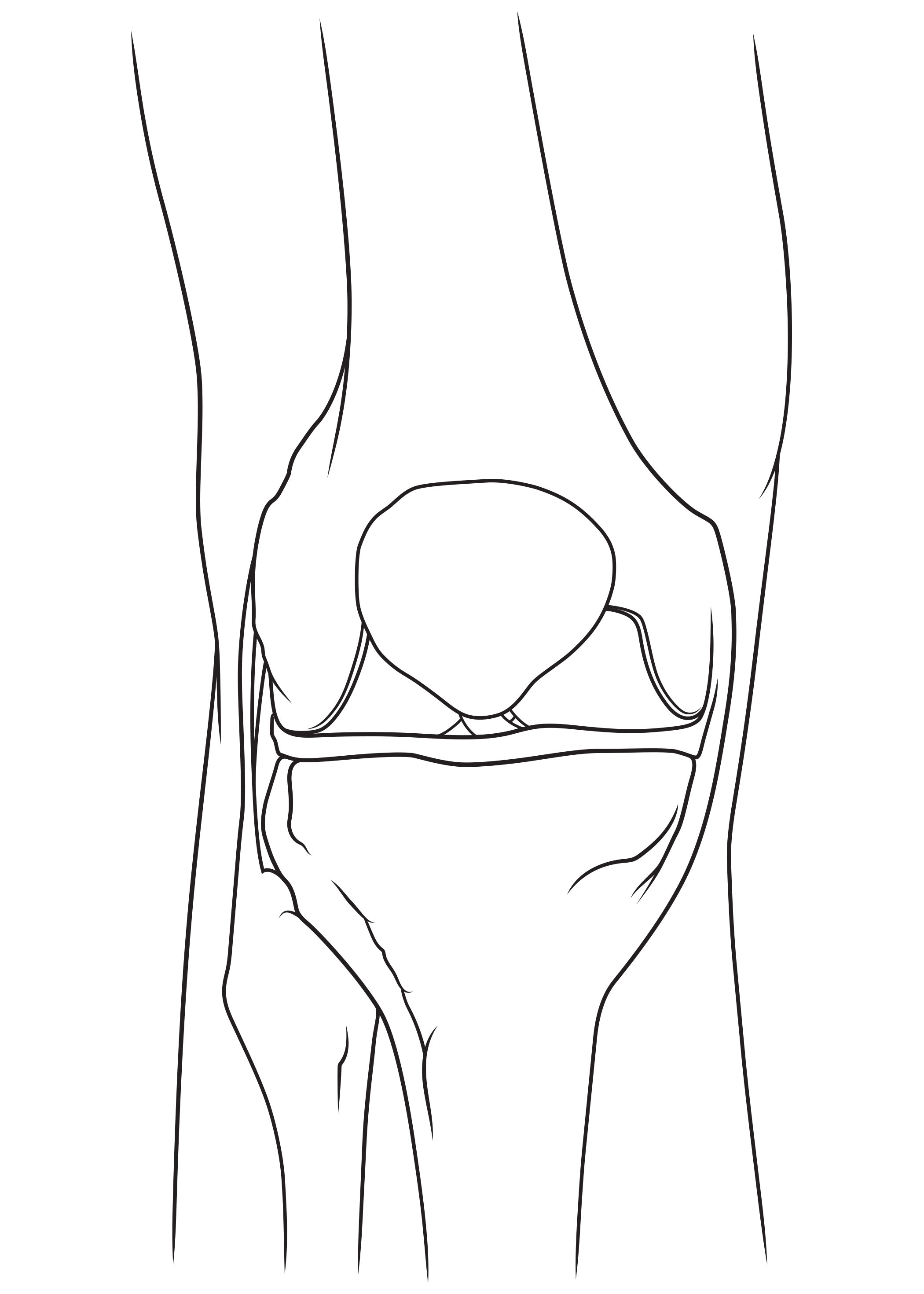 Front view of the knee joint