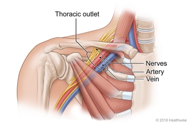 Vein, artery, and nerves located inside the thoracic outlet