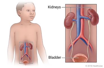 Location of kidneys and bladder in a child