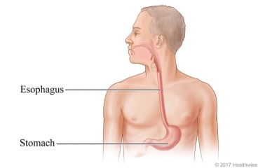 Location of esophagus and stomach