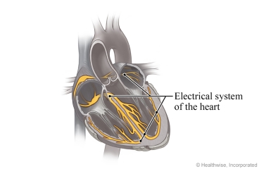 Cross-section of the heart, showing electrical system.