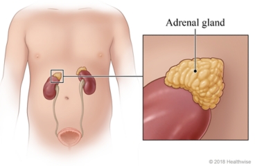 Location of the adrenal glands, with detail of the gland's appearance