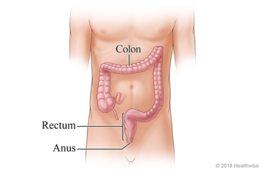 Location of colon, rectum, and anus