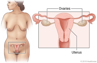 Female pelvic organs in lower belly, with close-up of uterus and ovaries.