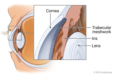 Cross-section of eyeball, with detail of cornea, trabecular meshwork, iris, and lens