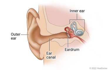 Structure of the ear, showing outer ear, ear canal, eardrum, and inner ear.