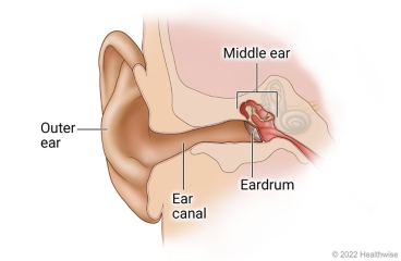 Anatomy of the ear, showing outer ear, ear canal, eardrum, and middle ear.