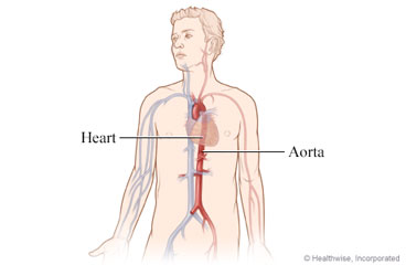 Position of heart and aortic artery in the body
