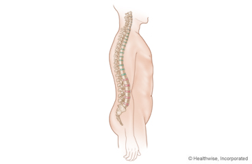 The spinal cord