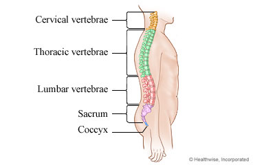 The spine and its parts.