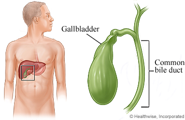 Gallbladder and the common bile duct