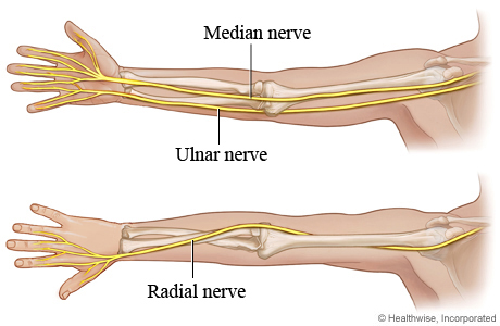 The three main nerves of the arm.