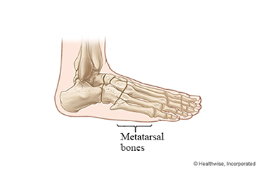 Metatarsal bones of the foot.