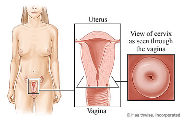 The cervix and its location in the body