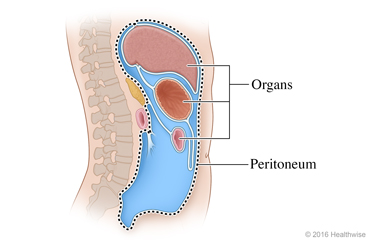 Position of peritoneum surrounding the organs in the body