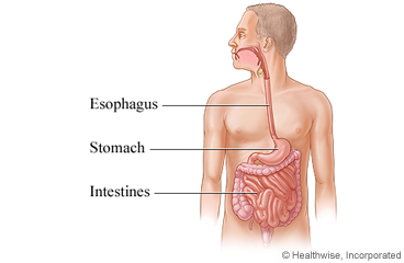 Esophagus, stomach, and intestines