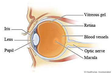 Parts of the eye, showing the iris, lens, and pupil in front, and vitreous gel, blood vessels, macula, retina, andopticnerve in back.