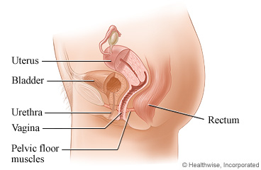 Female pelvic organs