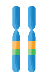 chromosome pair
