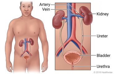 Blood flow to and from the kidneys, with detail of ureter, bladder, and urethra