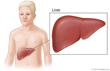 The liver, and its location in the body