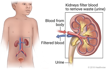 Location of the kidneys, with detail of how the kidneys filter waste from the blood
