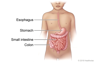 Location of esophagus, stomach, small intestine, and colon
