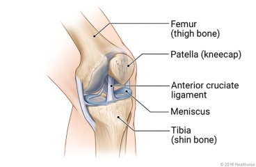 Parts of the knee
