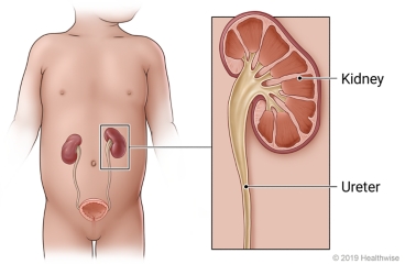 Location of kidneys, ureter, and bladder, with detail of cross section showing where the ureter attaches to the kidney