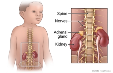 Location of kidneys, adrenal glands, nerves, and spine in children