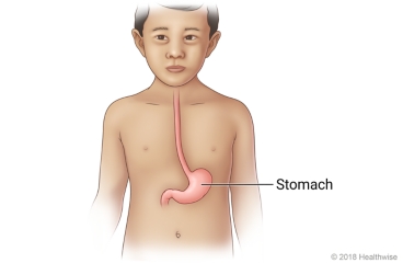 Front view of child showing location of the stomach