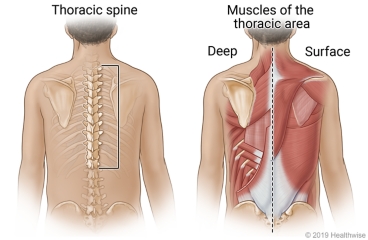 Upper and middle part of spine (thoracic), and deep and surface muscles of thoracic area.