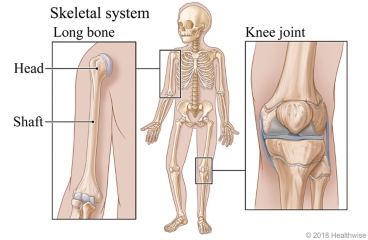 The skeletal system, with close-ups of a long bone head and shaft and a knee joint