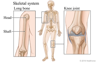 The skeletal system, with close-ups of a long bone head and shaft and a knee joint