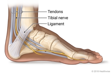 Bones, tendons, ligament, and tibial nerve in the inner ankle area (tarsal tunnel) of the foot