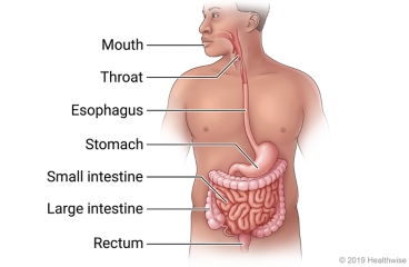 The parts of the digestive tract in the body, including mouth, throat, esophagus, stomach, small intestine, large intestine, and rectum