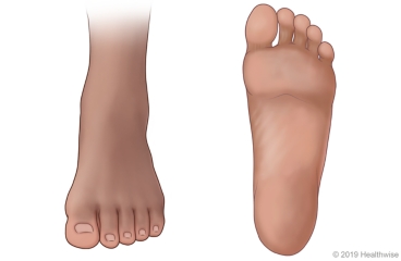 Foot, showing top of foot and bottom of foot