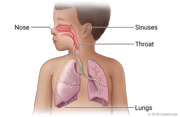 Respiratory system in child, including nose, sinuses, throat, and lungs