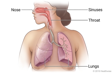 Respiratory system, including nose, sinuses, throat, and lungs