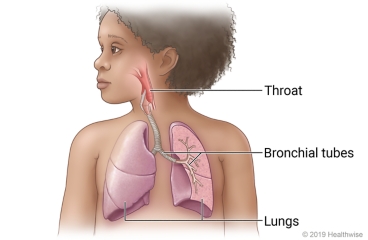Respiratory system in child, showing throat connected to bronchial tubes which lead to lungs in chest
