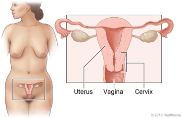 Location of reproductive organs in pelvic area, with close-up of uterus, vagina, and cervix.