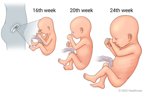 Your Baby's Development during the Second Trimester of Pregnancy