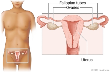 Location of the fallopian tubes, ovaries, and uterus, with close-up of these organs.