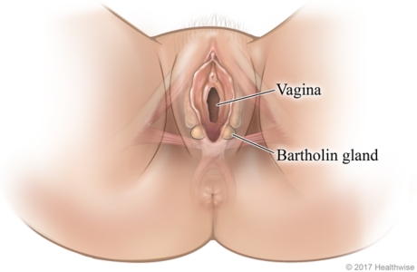 Female genital area, showing Bartholin glands on each side of vagina opening.