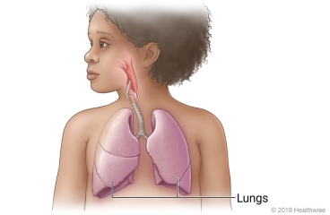 Respiratory system of child, including lungs and airways to lungs.