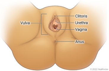 Outside female genital area in child, showing the vulva, including the clitoris, urethra, and vagina, and showing the anus.