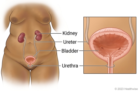 Urinary bladder anatomy