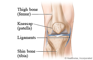 Anatomy of the knee, showing thigh bone, kneecap, ligaments, and shin bone