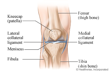 Picture of the anatomy of the knee